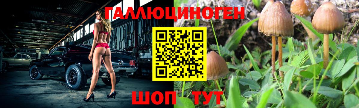 Грязи  Псилоцибиновые грибы Psilocybe  Вход с VPN 